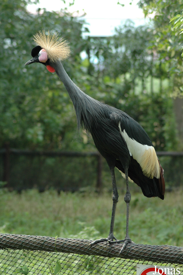 Balearica regulorum