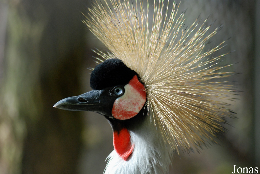 Balearica regulorum gibbericeps