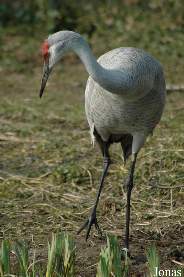 Antigone canadensis