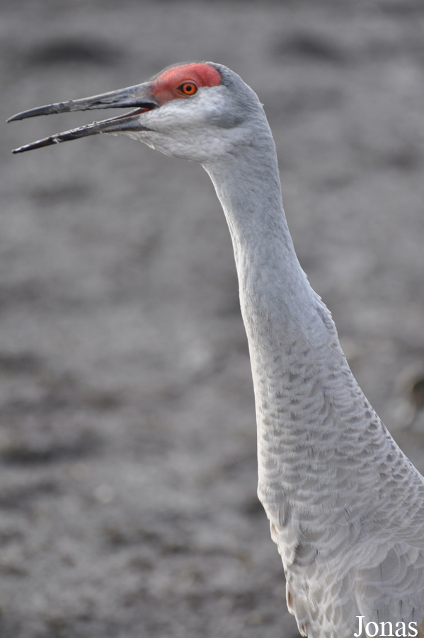 Antigone canadensis pratensis