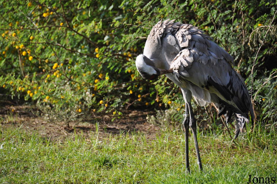 Grus grus