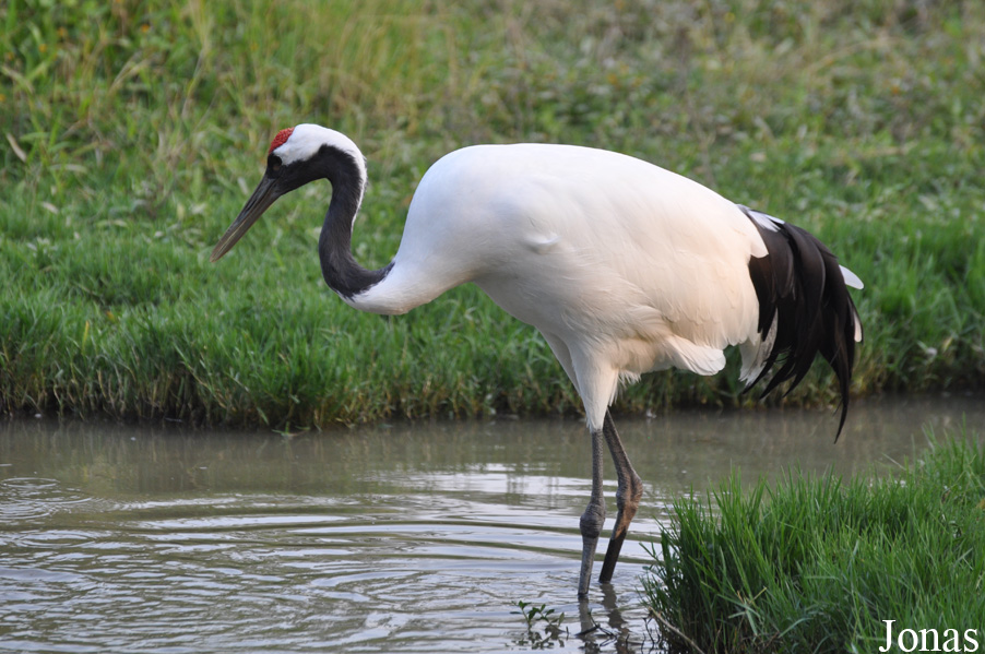 Grus japonensis