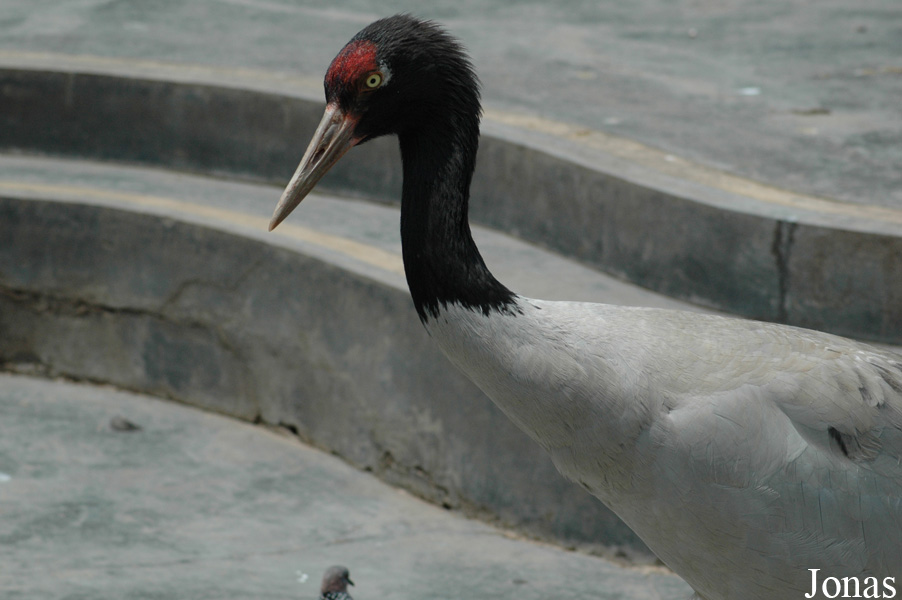 Grus nigricollis