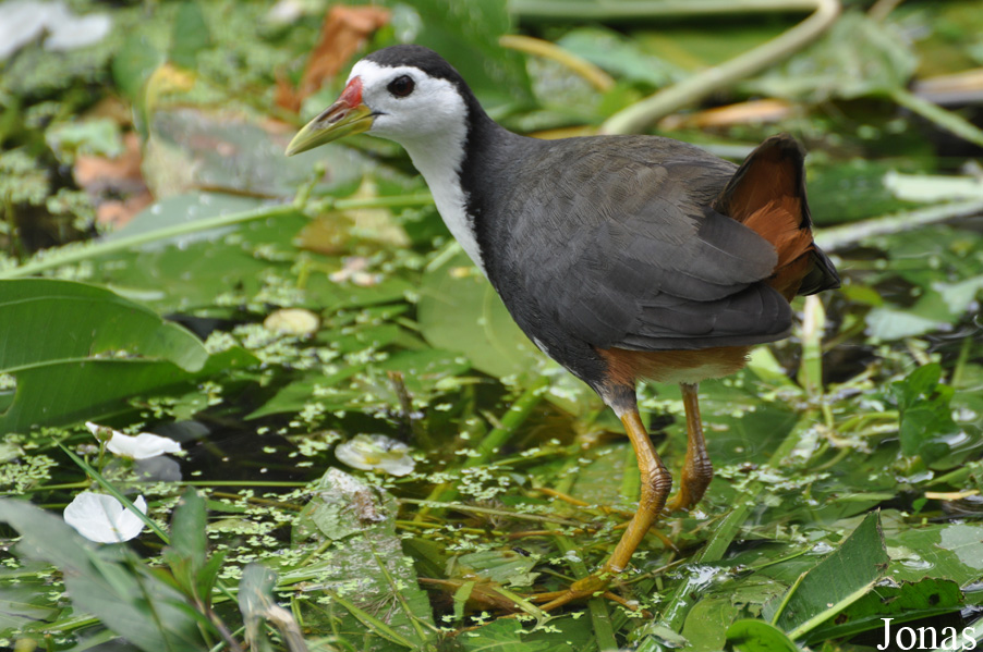 Amaurornis phoenicurus / Taiping