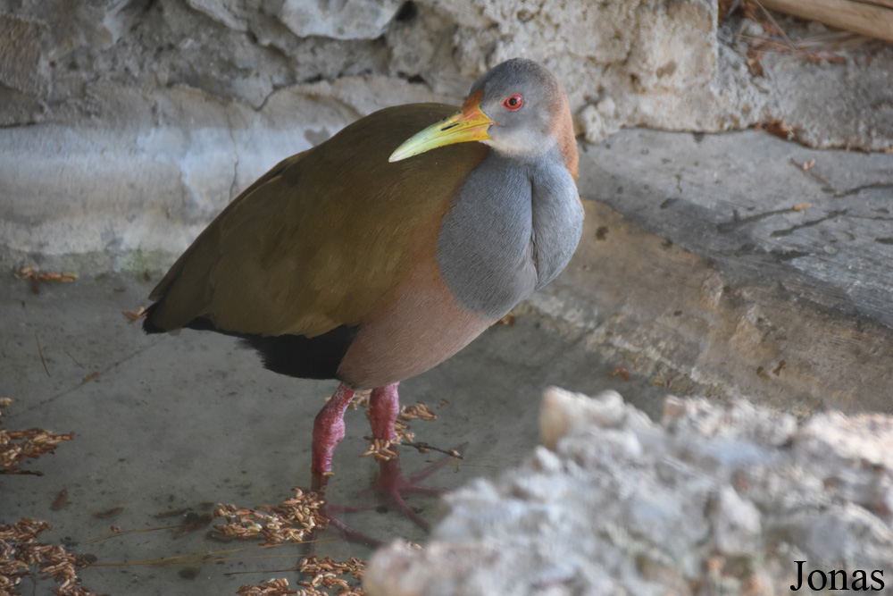 Aramides ypecaha