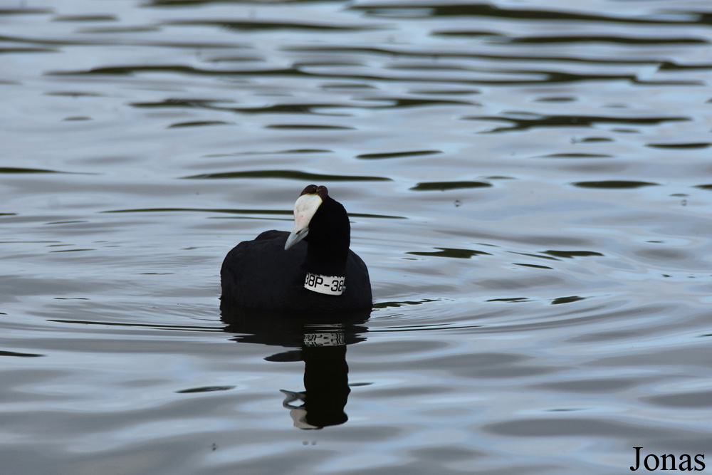 Fulica cristata