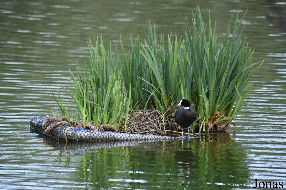 Fulica cristata