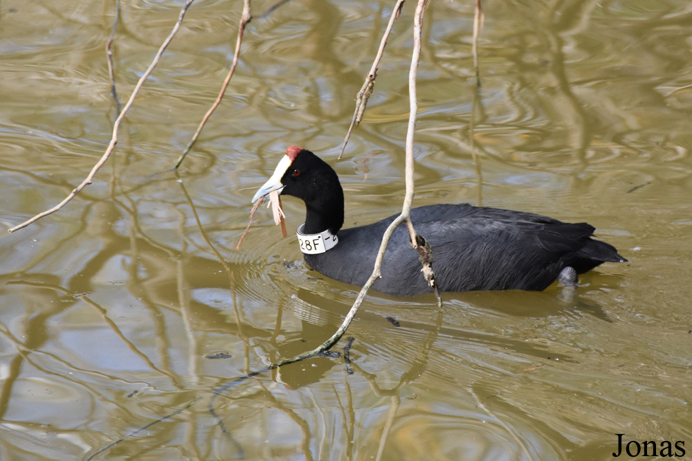 Fulica cristata