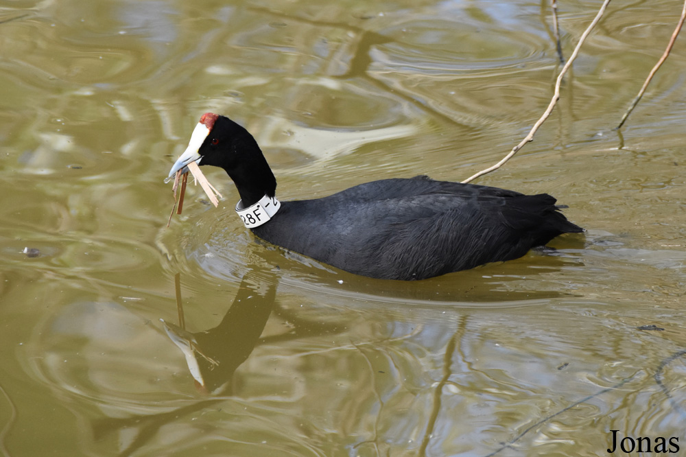Fulica cristata