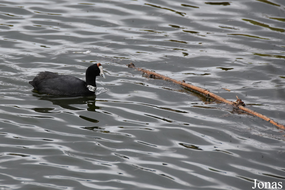 Fulica cristata