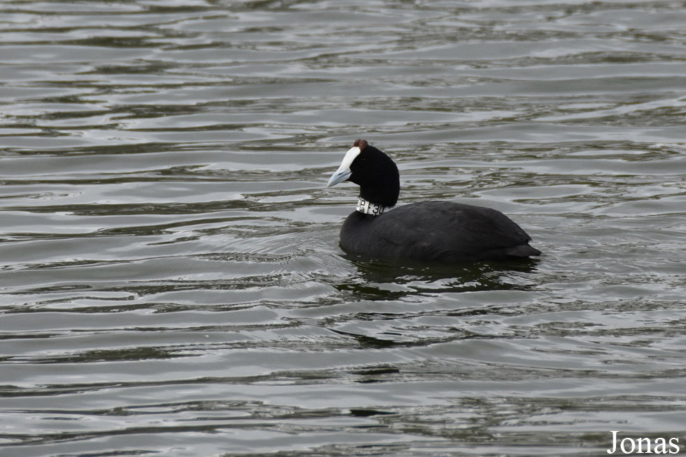 Fulica cristata