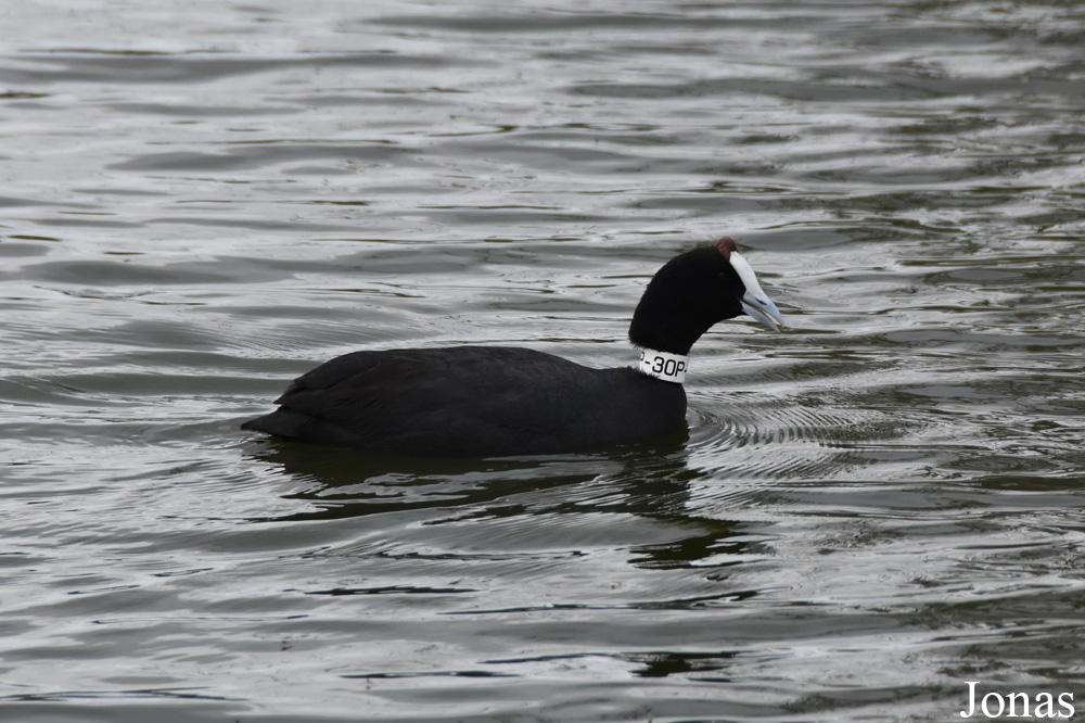 Fulica cristata