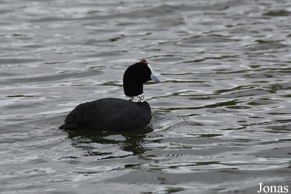 Fulica cristata