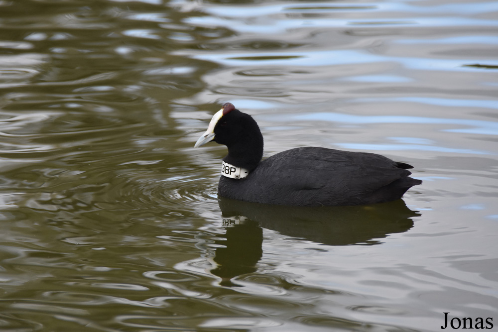 Fulica cristata
