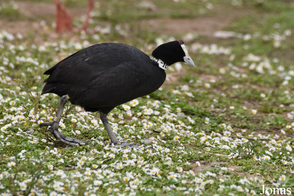 Fulica cristata