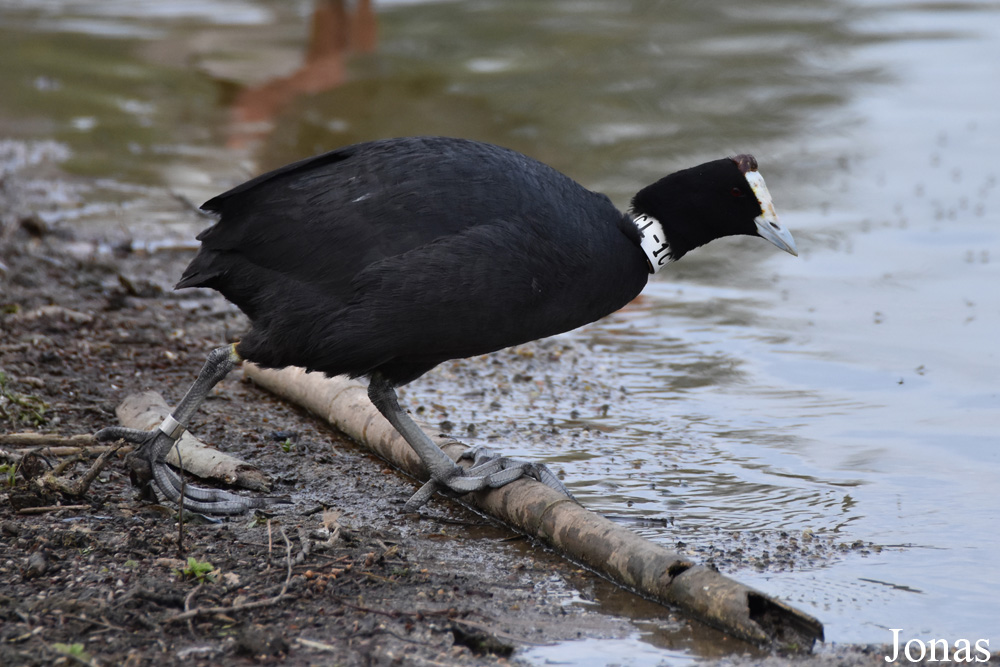 Fulica cristata
