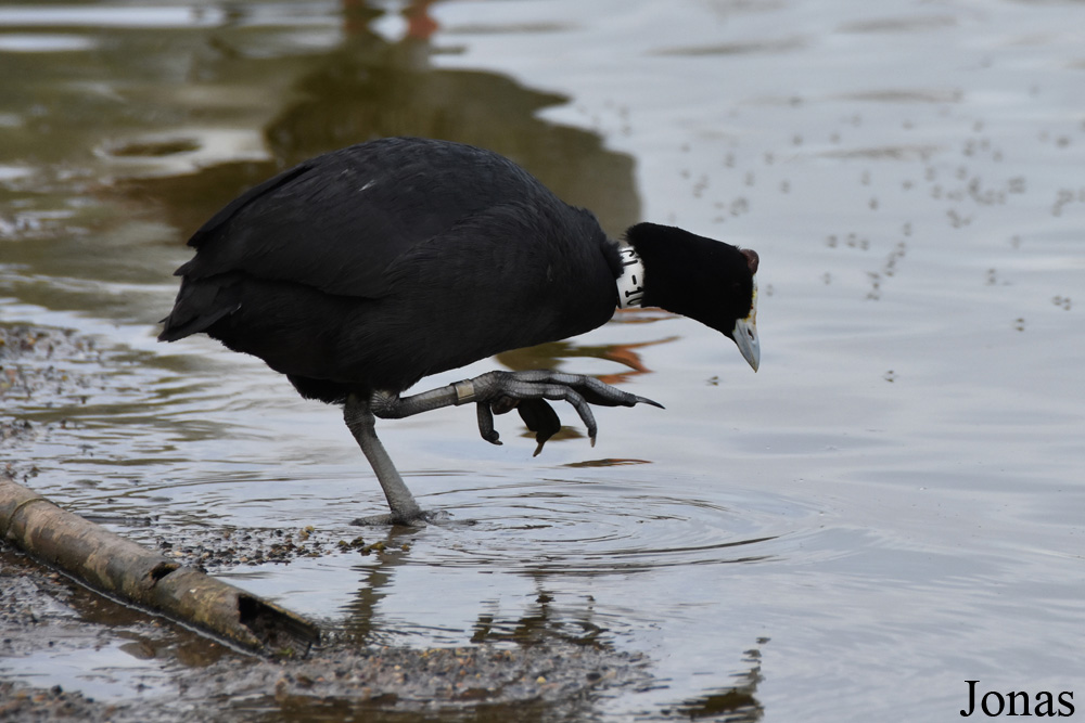 Fulica cristata