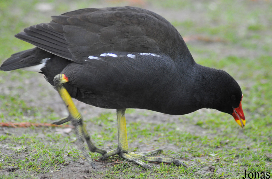 Gallinula chloropus chloropus