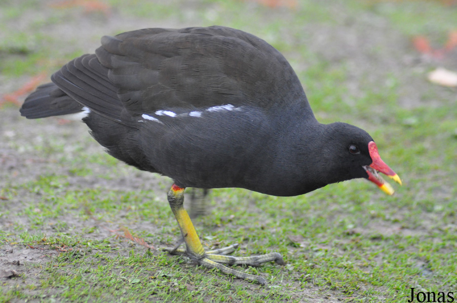 Gallinula chloropus chloropus