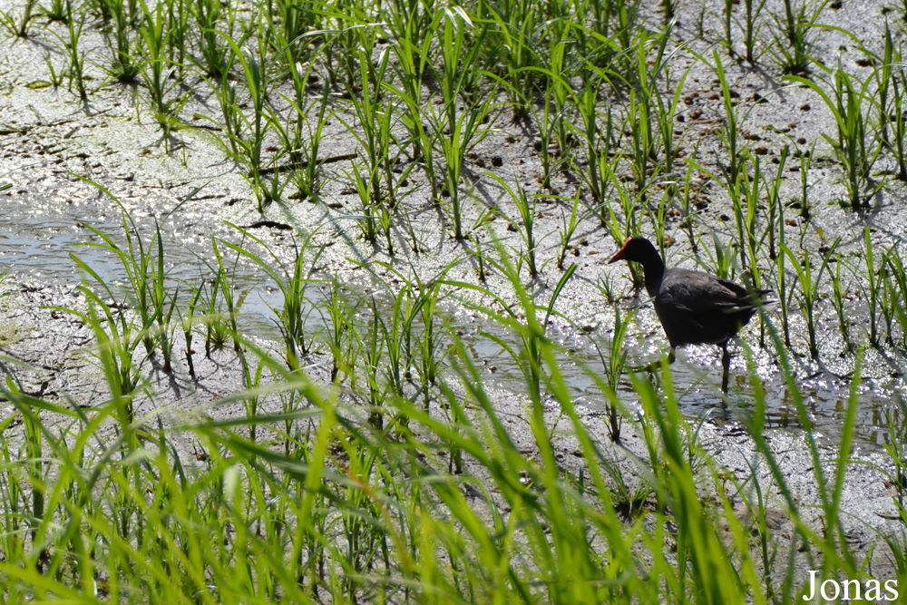 Gallinula galeata cerceris