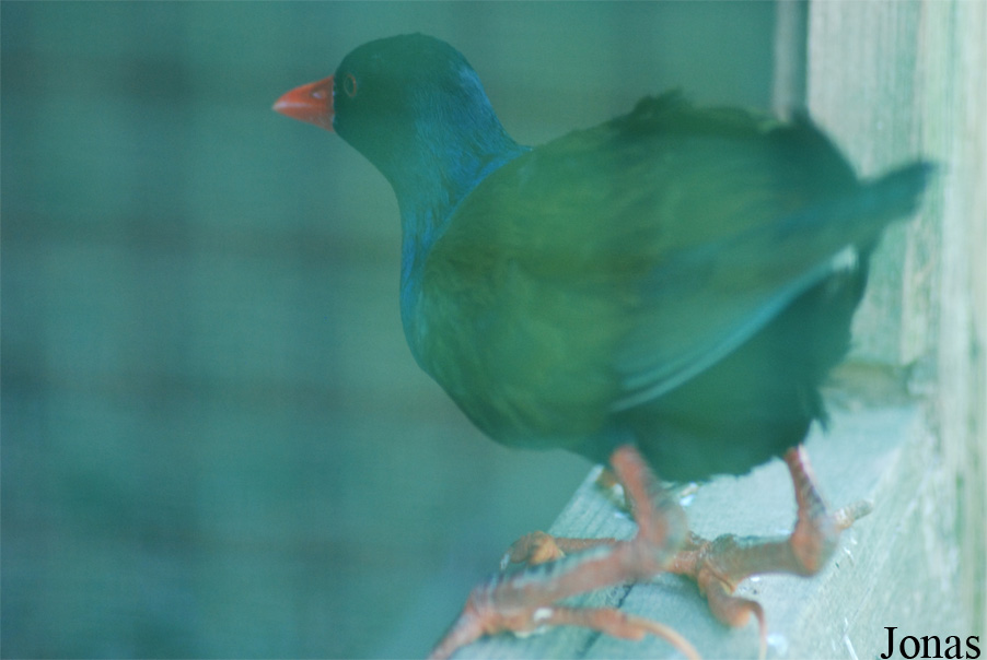 Porphyrio alleni