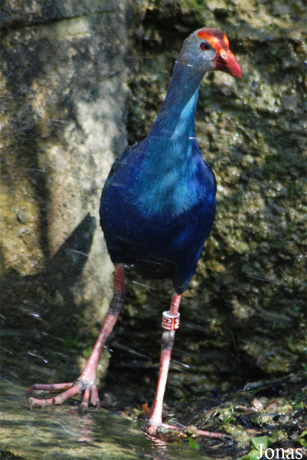 Porphyrio poliocephalus