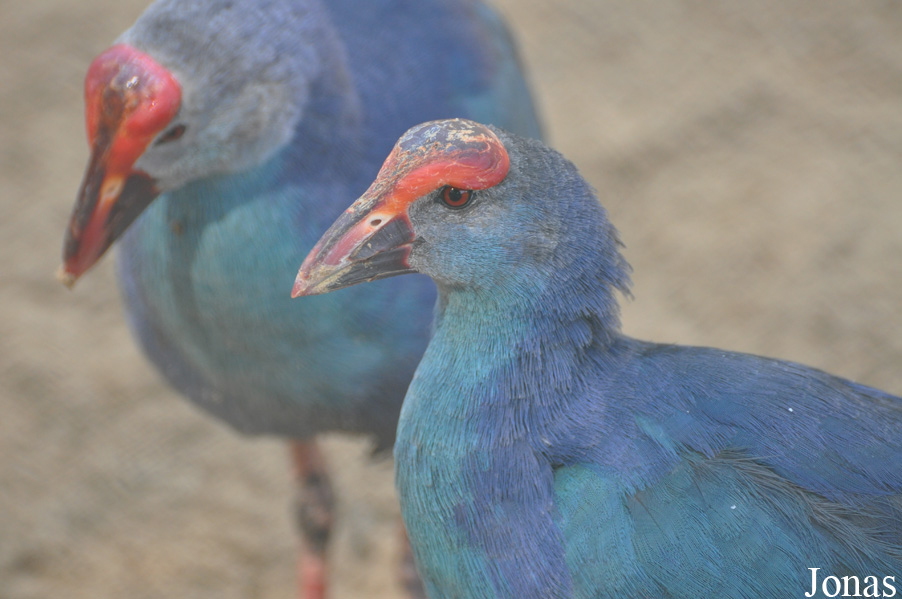 Porphyrio poliocephalus seistanicus