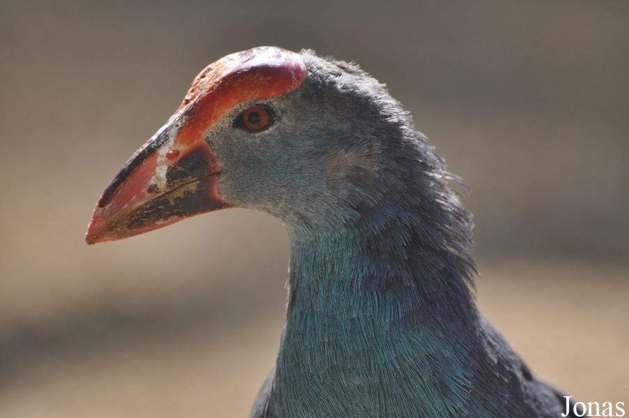 Porphyrio poliocephalus seistanicus