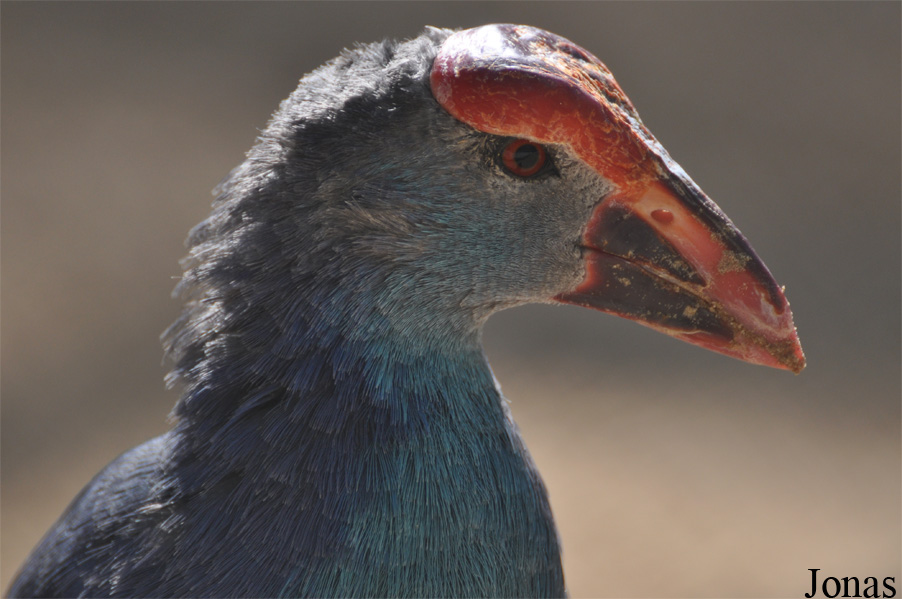 Porphyrio poliocephalus seistanicus