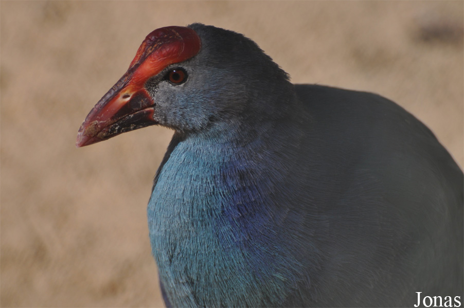 Porphyrio poliocephalus seistanicus