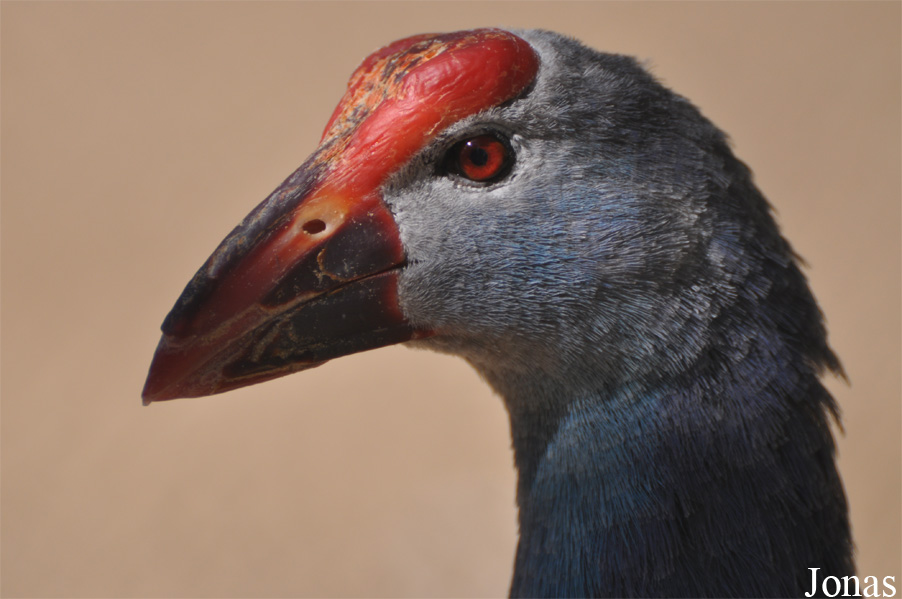 Porphyrio poliocephalus seistanicus
