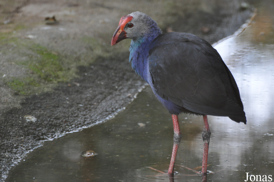 Porphyrio poliocephalus viridis