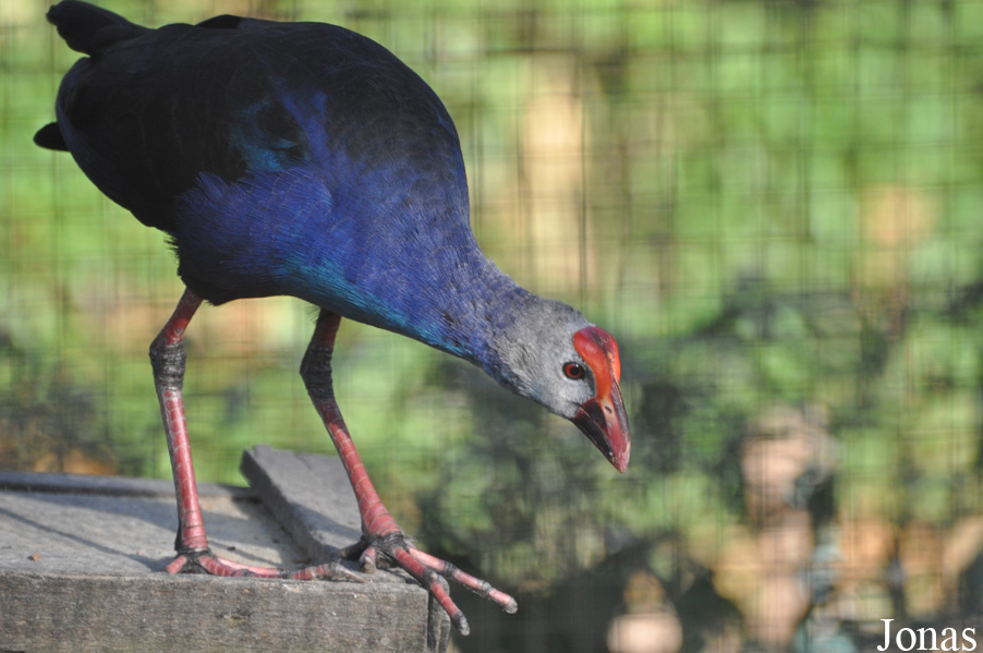 Porphyrio poliocephalus viridis
