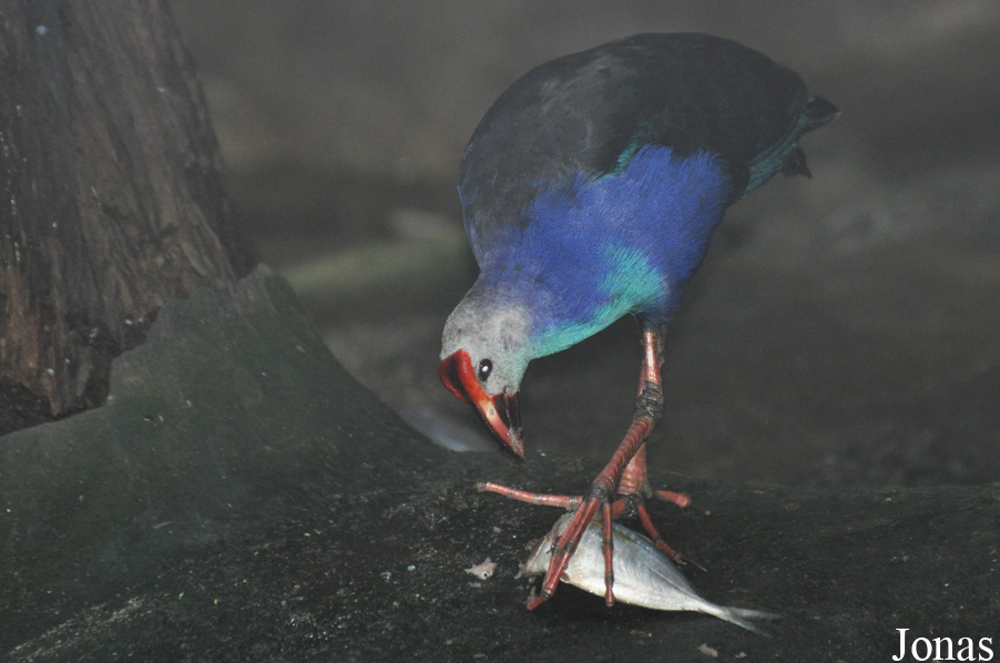 Porphyrio poliocephalus viridis