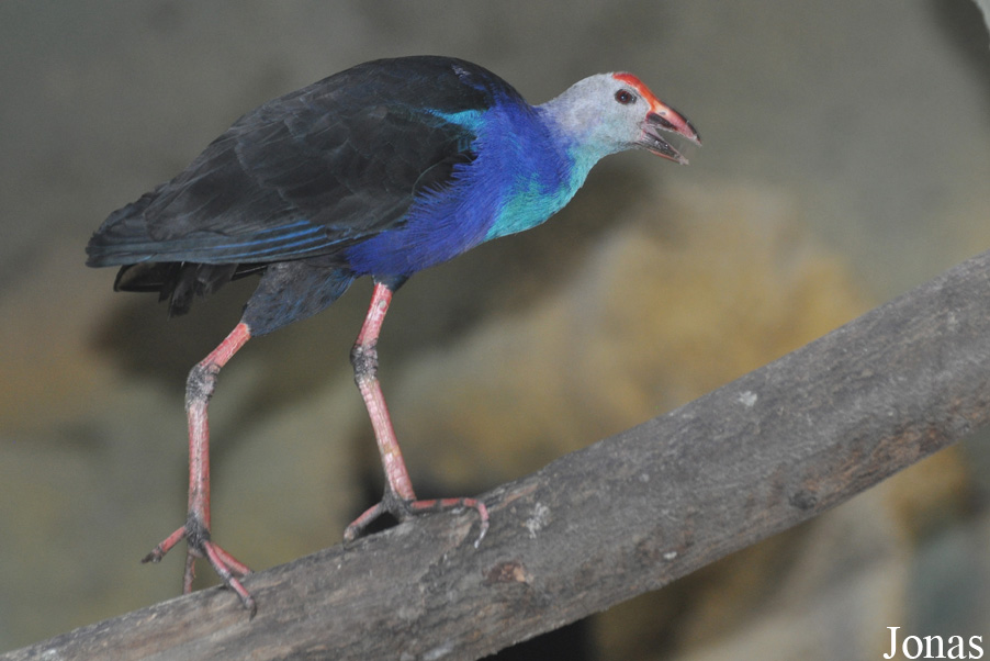 Porphyrio poliocephalus viridis