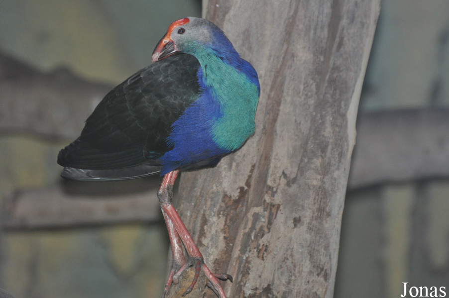 Porphyrio poliocephalus viridis