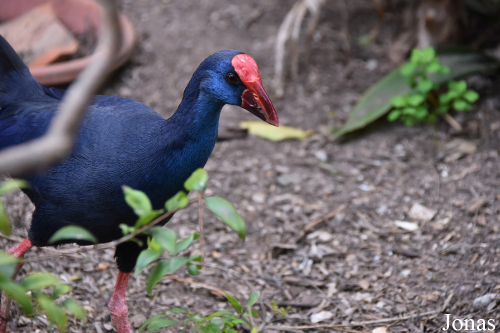 Porphyrio porphyrio