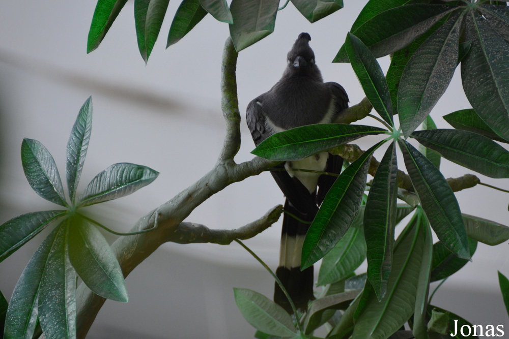 Corythaixoides leucogaster