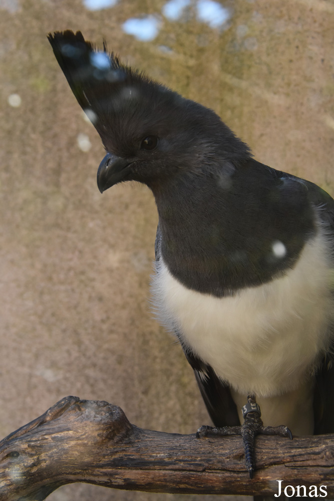 Corythaixoides leucogaster