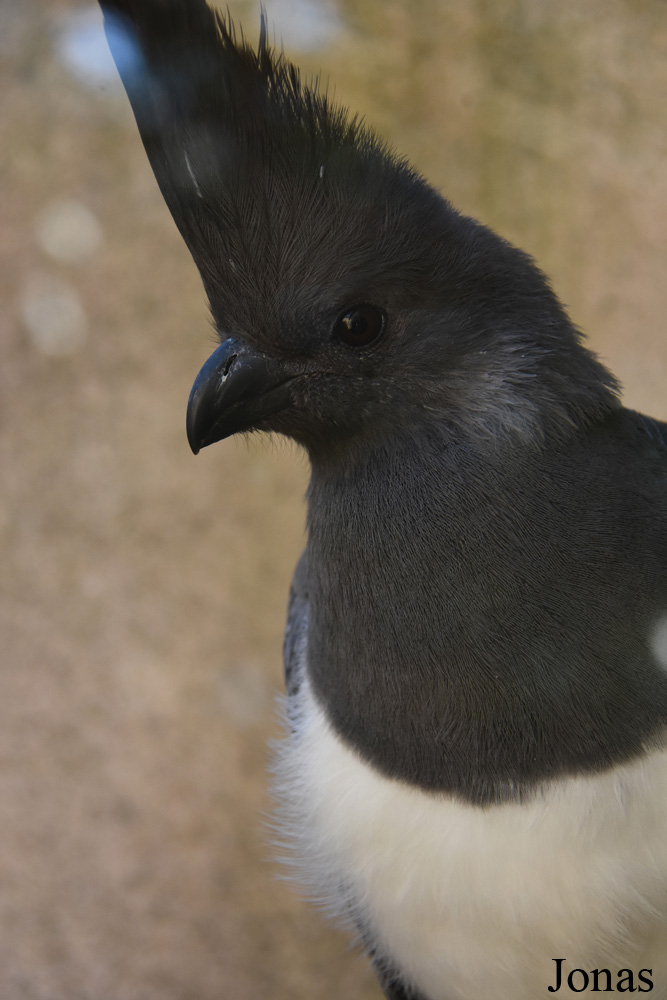 Corythaixoides leucogaster