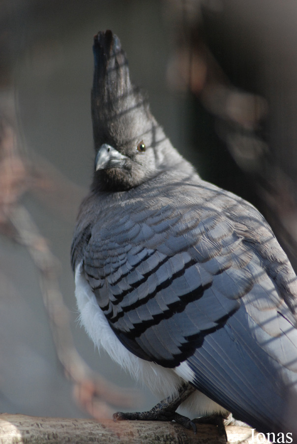 Corythaixoides leucogaster