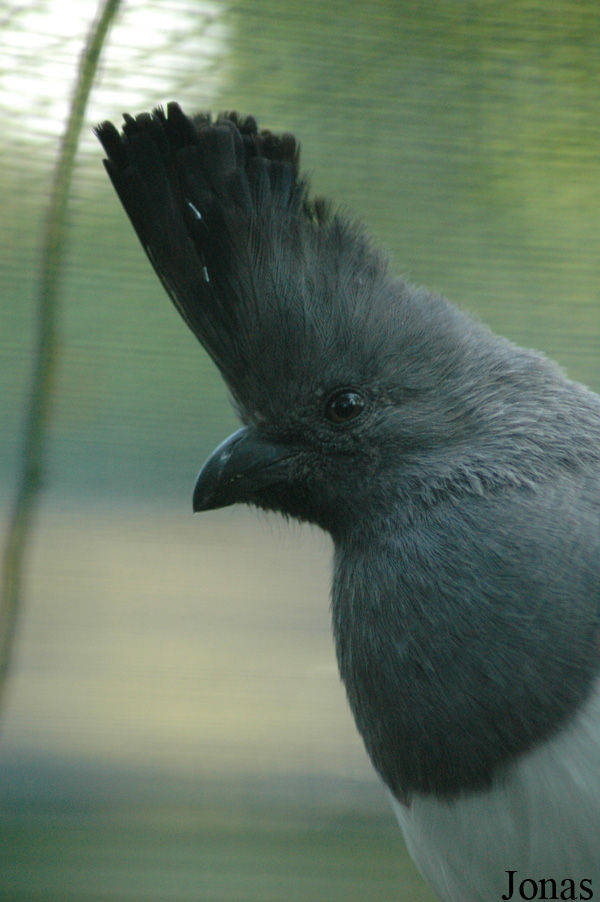 Corythaixoides leucogaster