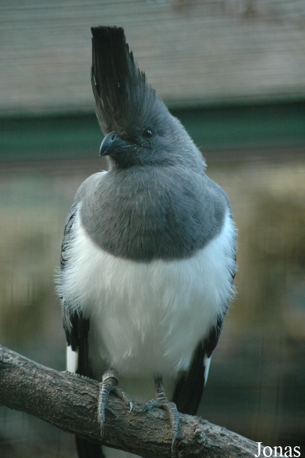 Corythaixoides leucogaster