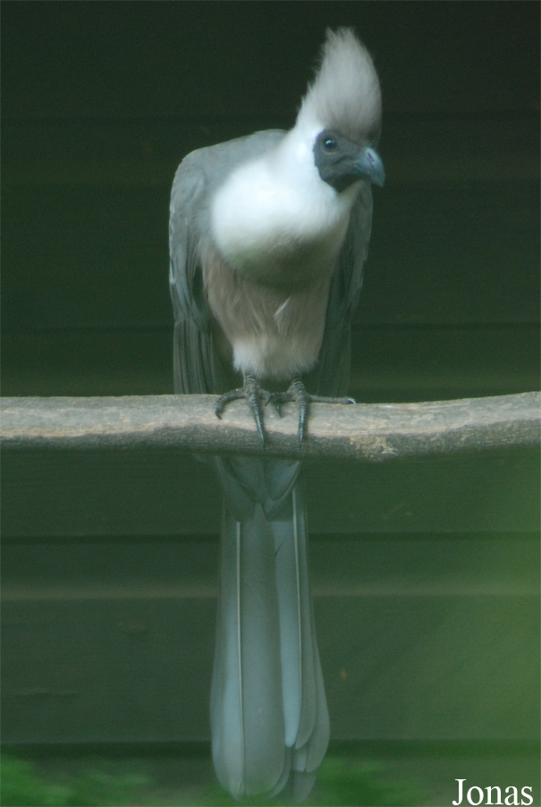 Corythaixoides personatus