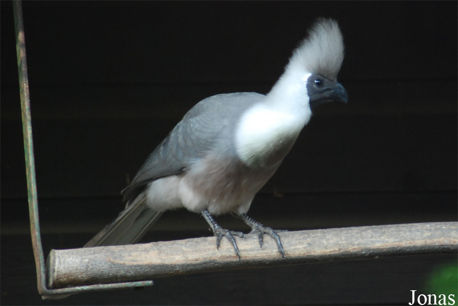 Corythaixoides personatus