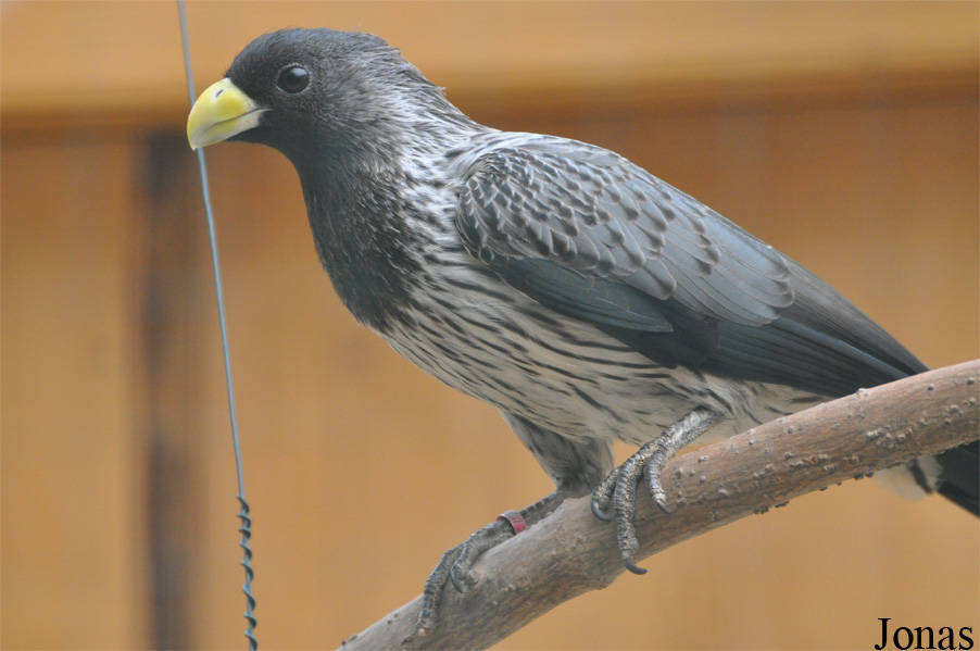 Crinifer piscator
