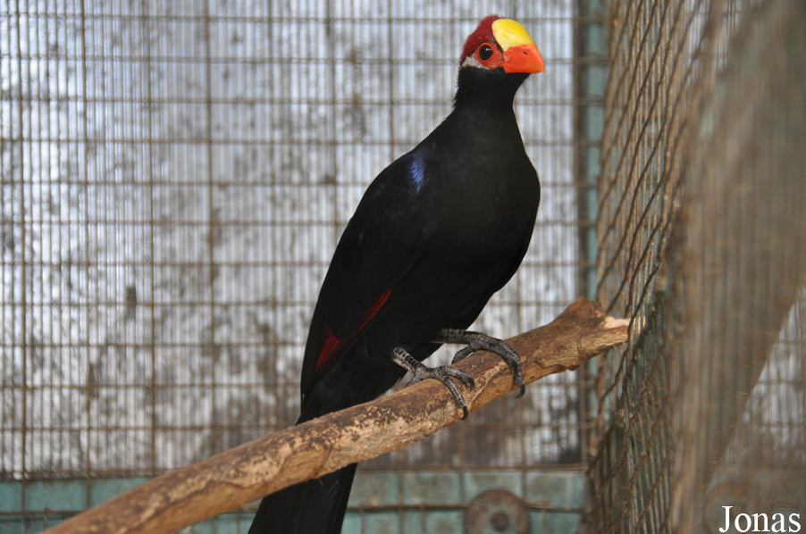 Musophaga violacea