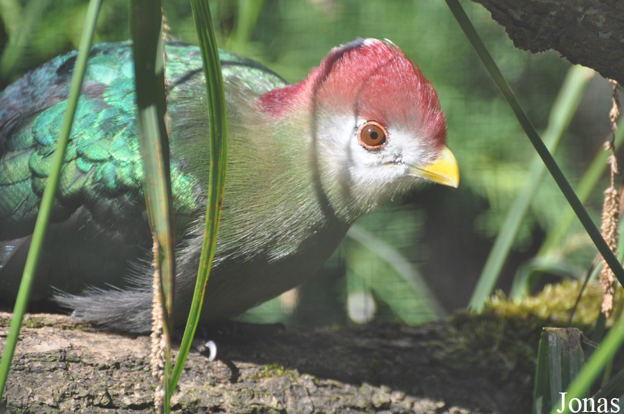 Tauraco erythrolophus