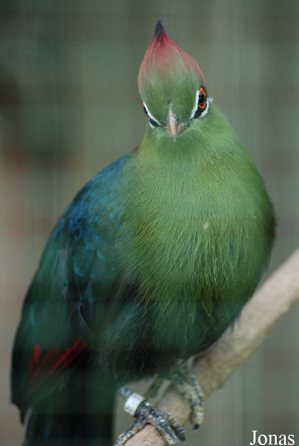 Tauraco fischeri