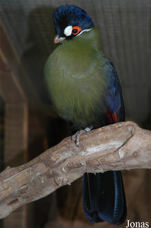 Tauraco hartlaubi